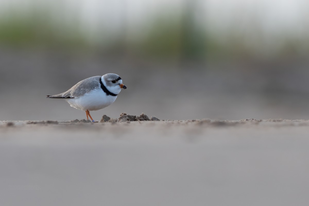 Piping Plover - ML617926079
