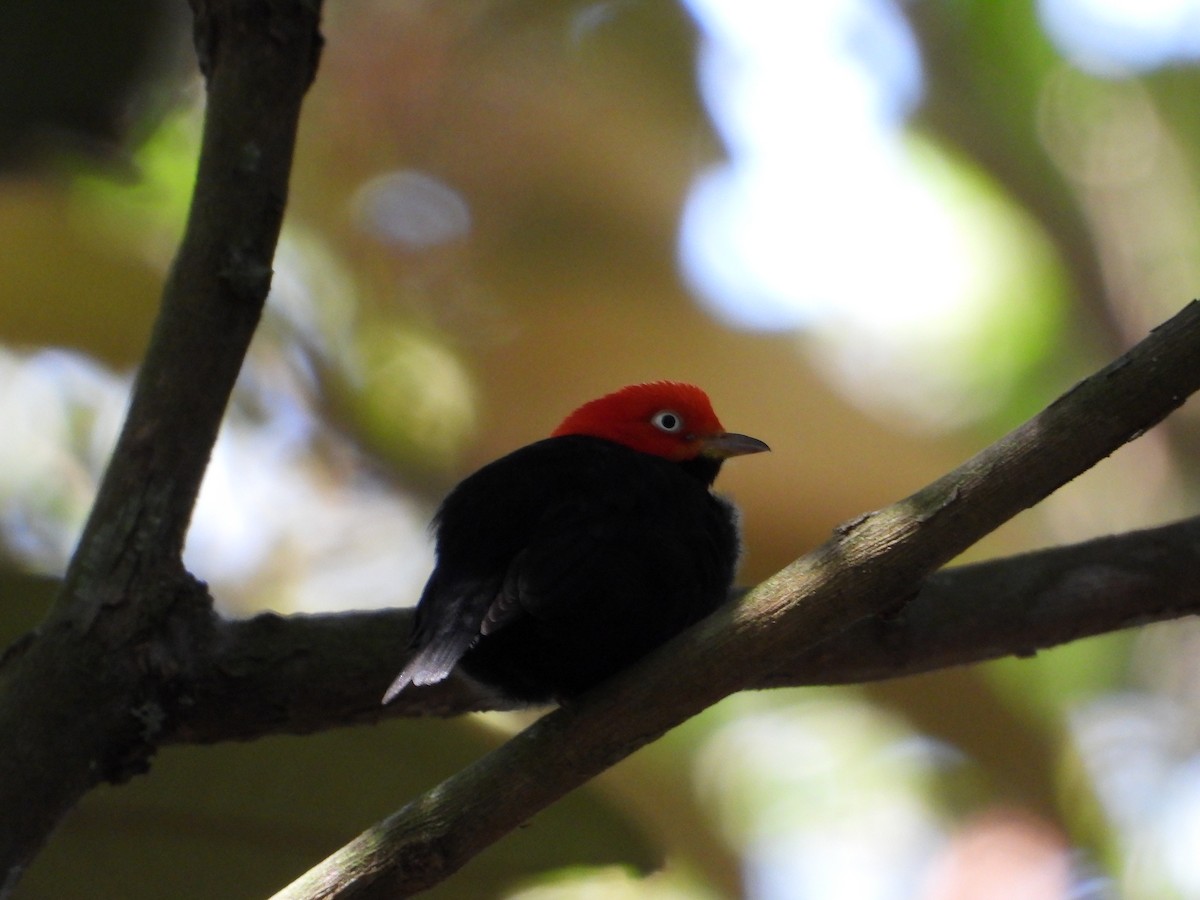 Red-capped Manakin - ML617926115