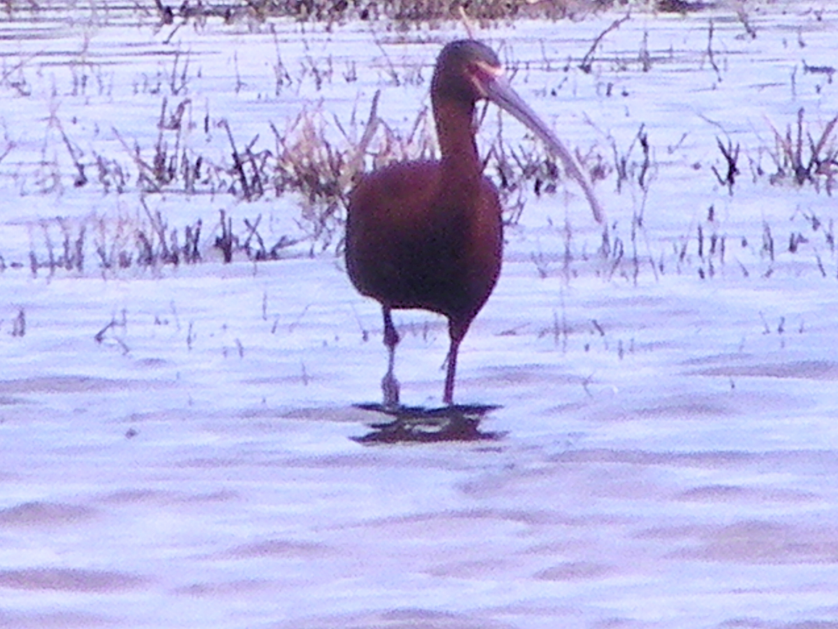 White-faced Ibis - Khloe Campbell