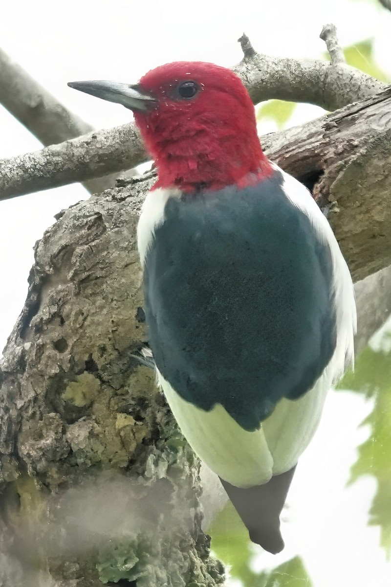 Red-headed Woodpecker - Alan Mitchnick