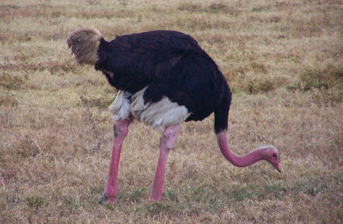 Common Ostrich - Yannick FRANCOIS
