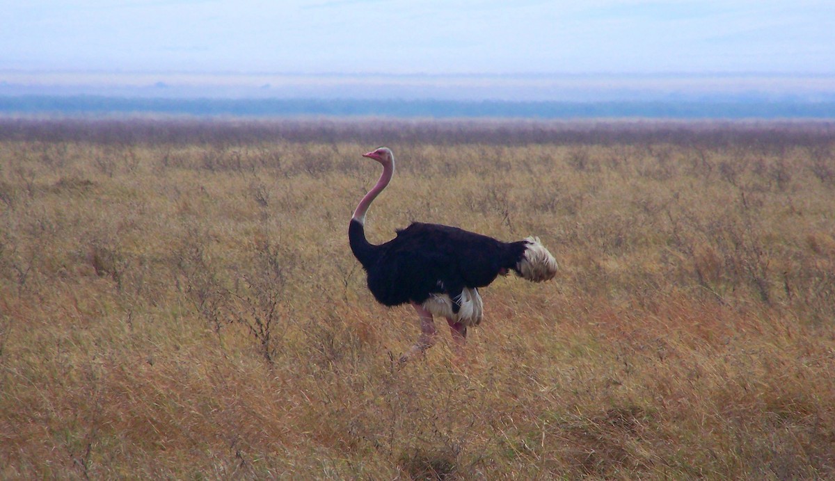 Common Ostrich - ML617926144