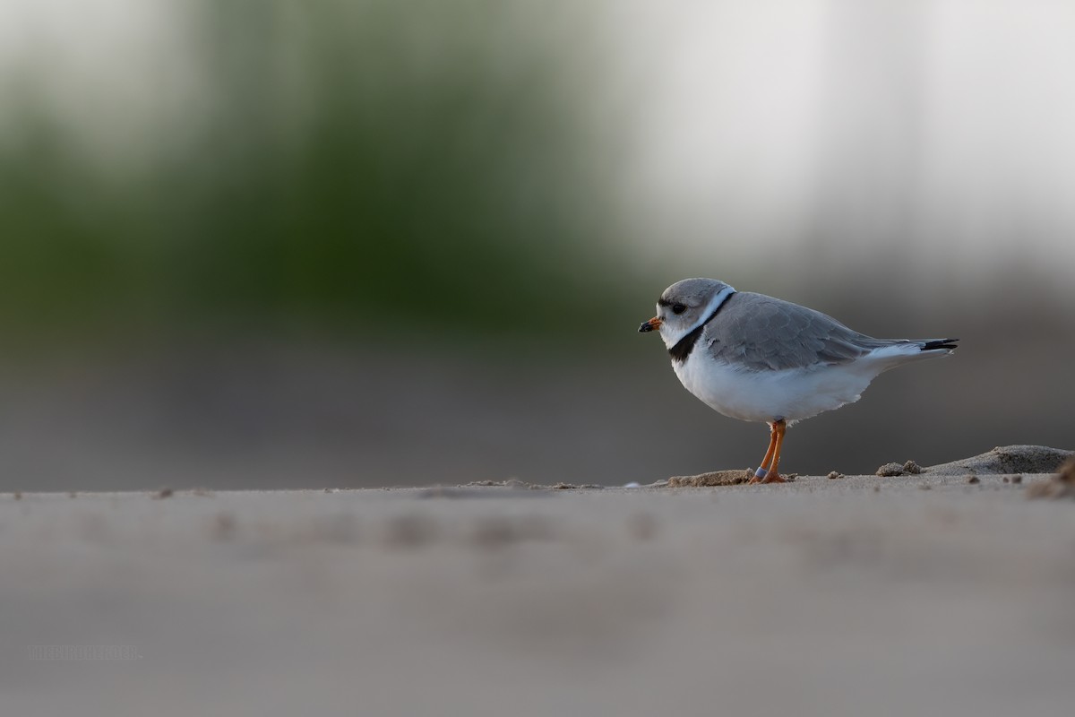 Piping Plover - ML617926206