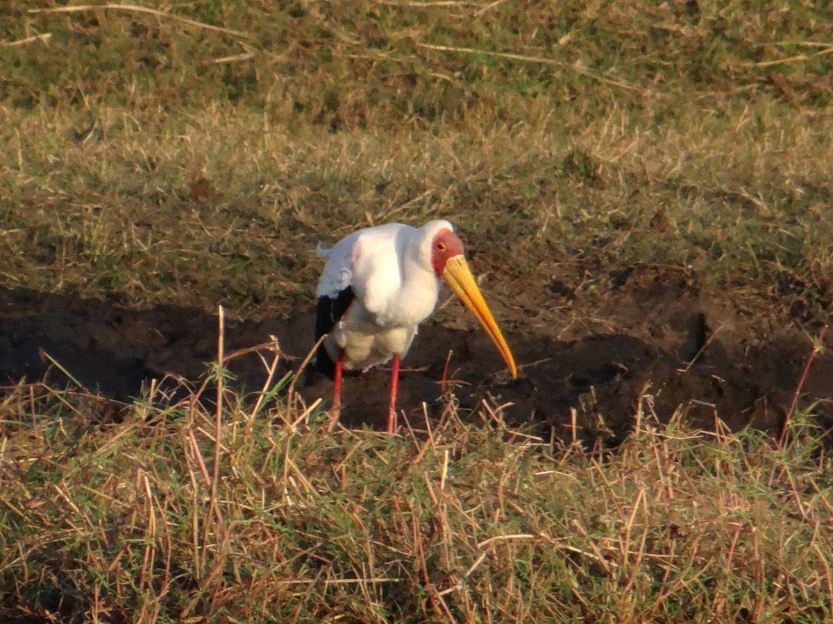 Yellow-billed Stork - Toby Holmes