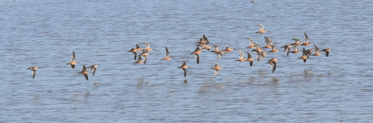 Long-billed Dowitcher - ML617926323