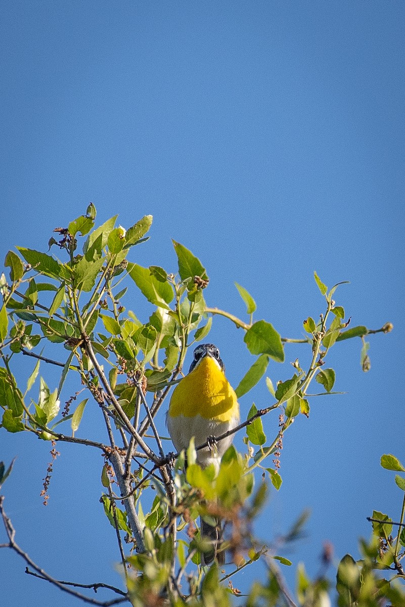 Yellow-breasted Chat - ML617926326