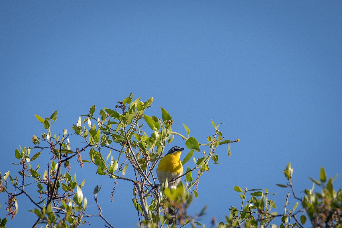 Yellow-breasted Chat - ML617926328