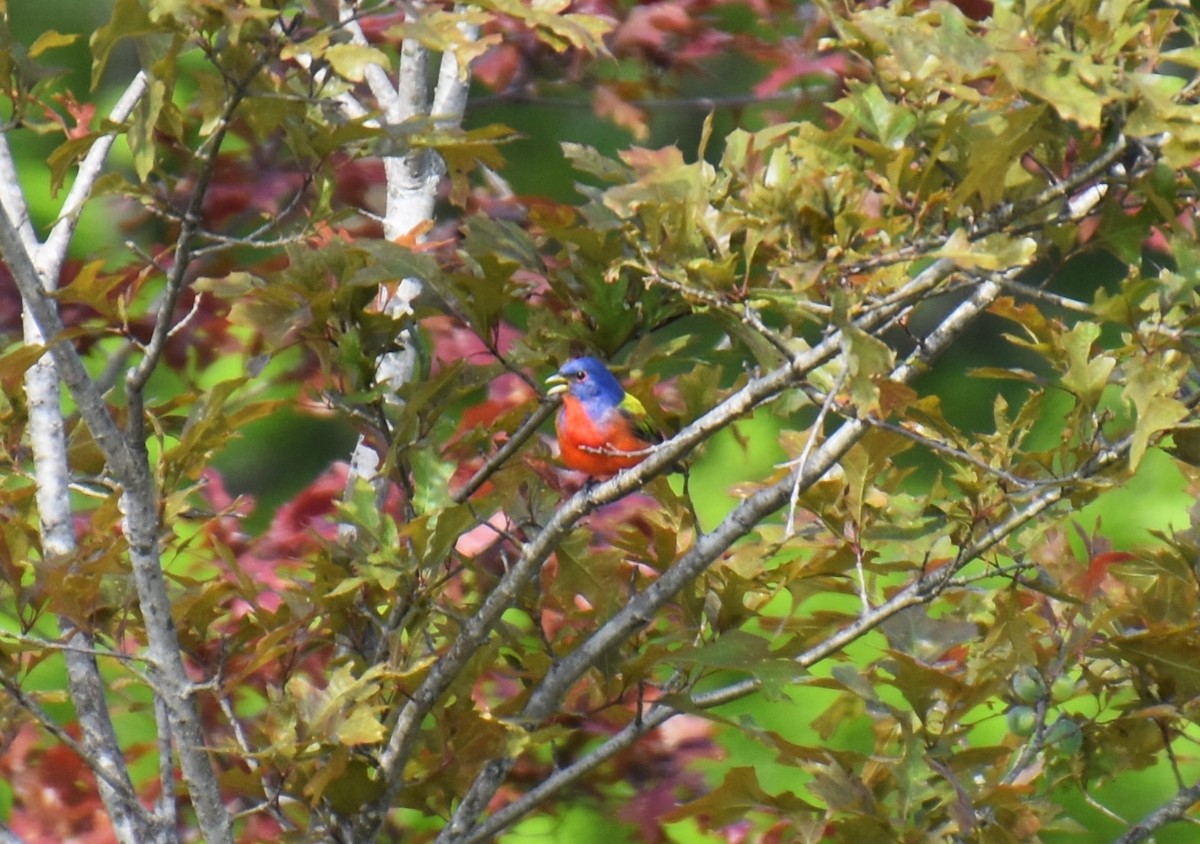Painted Bunting - ML617926346