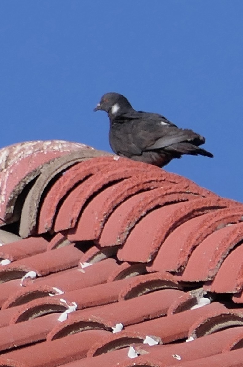 Rock Pigeon (Feral Pigeon) - Nancy Houlihan