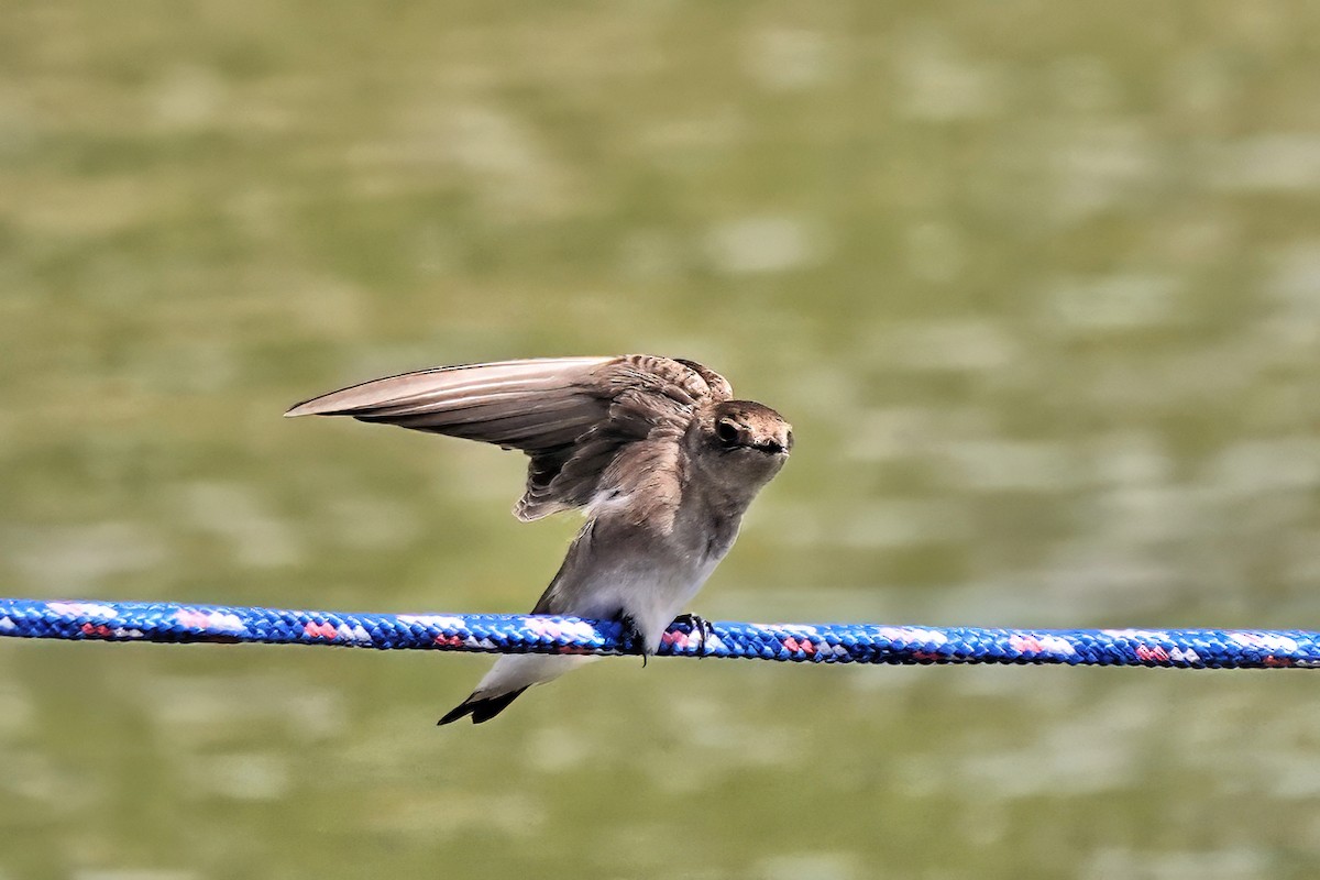 Northern Rough-winged Swallow - ML617926356