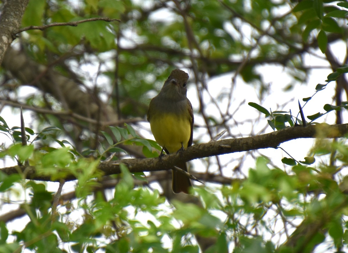 Great Crested Flycatcher - ML617926359