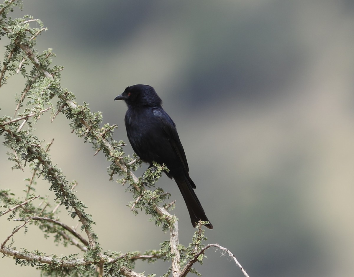 Fork-tailed Drongo - ML617926362