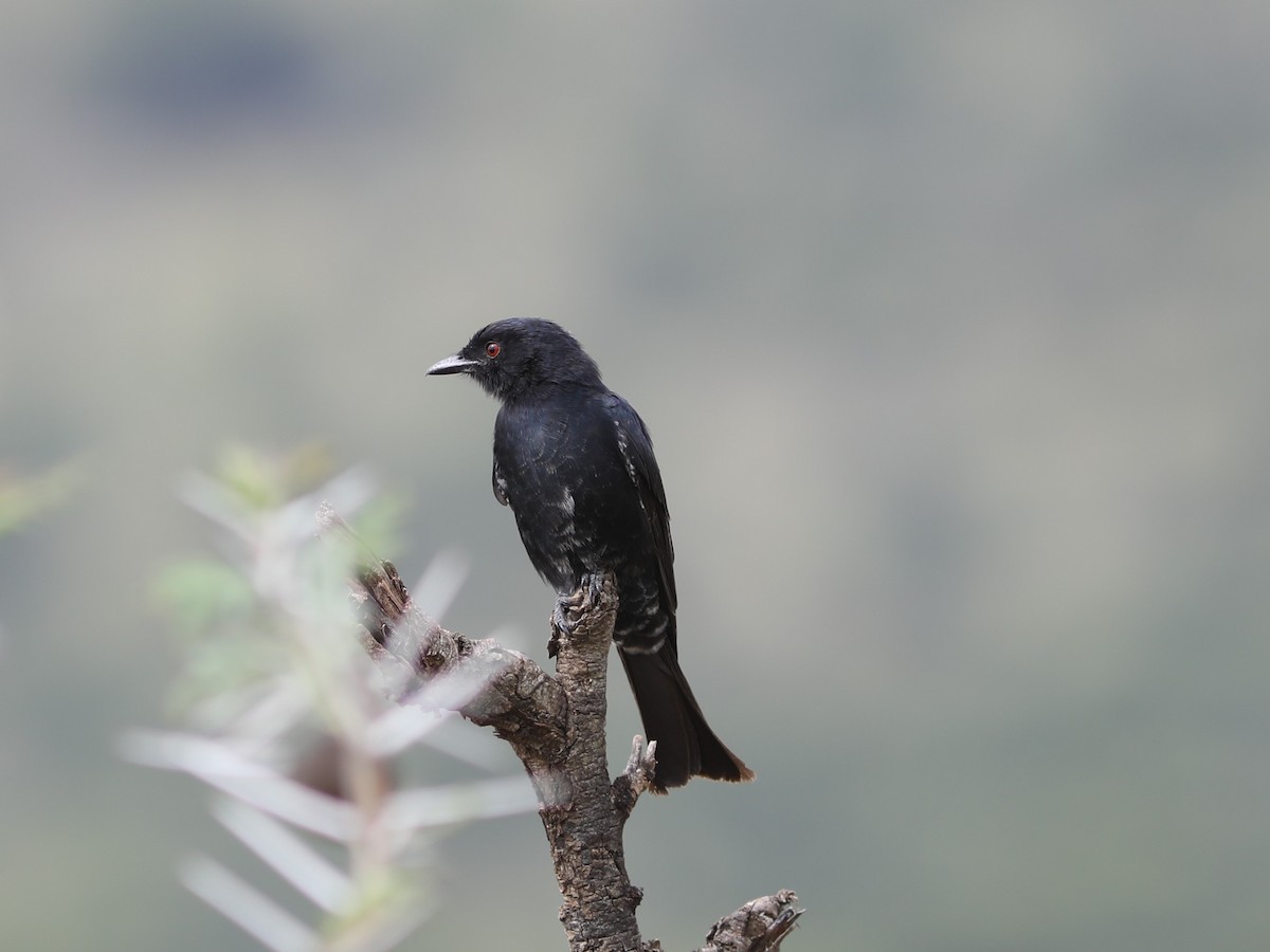 Fork-tailed Drongo - ML617926363