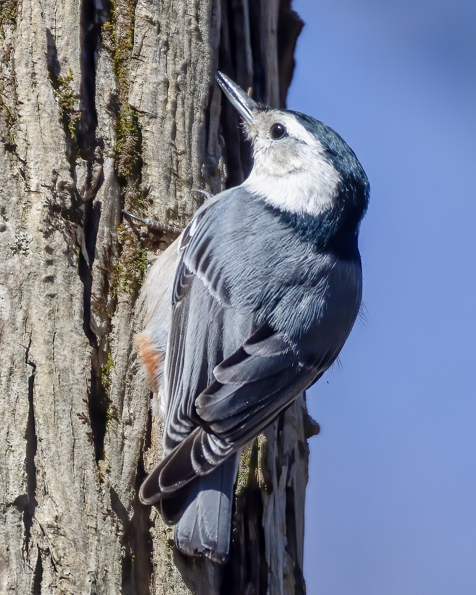 White-breasted Nuthatch - ML617926436
