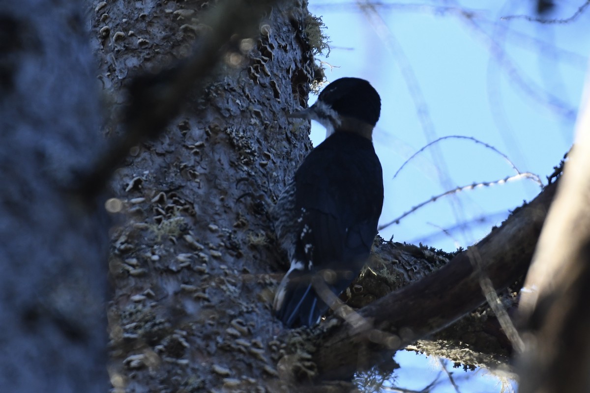 Black-backed Woodpecker - ML617926446