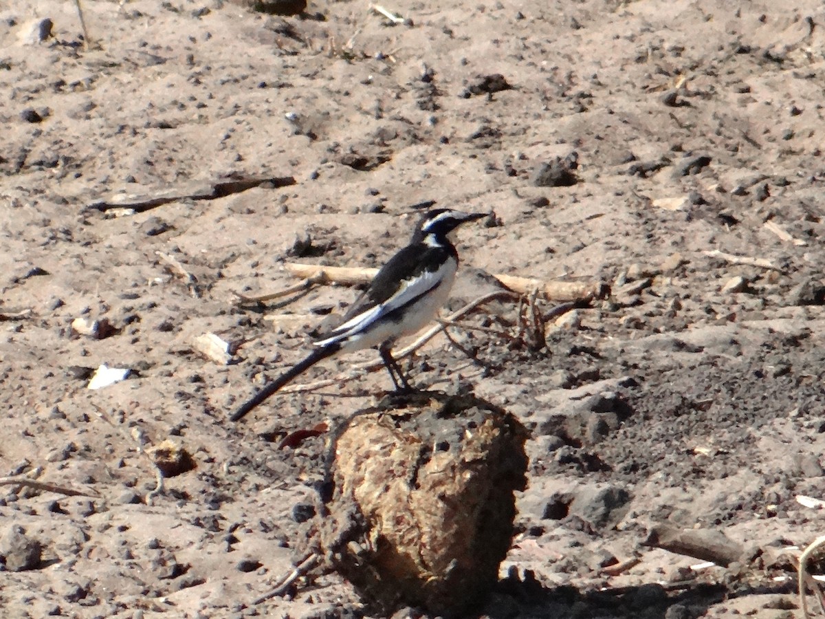 African Pied Wagtail - ML617926450