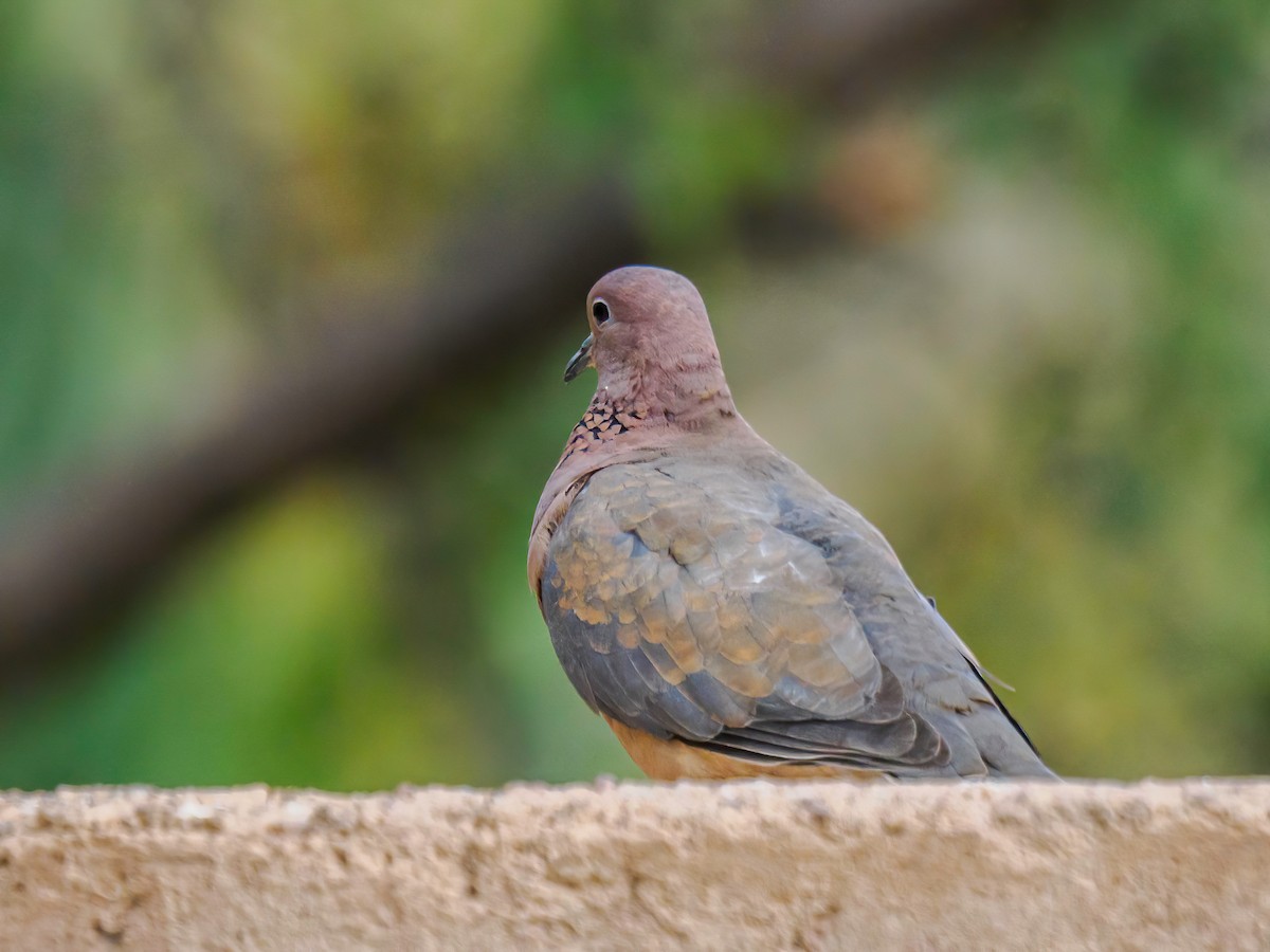 Laughing Dove - ML617926540