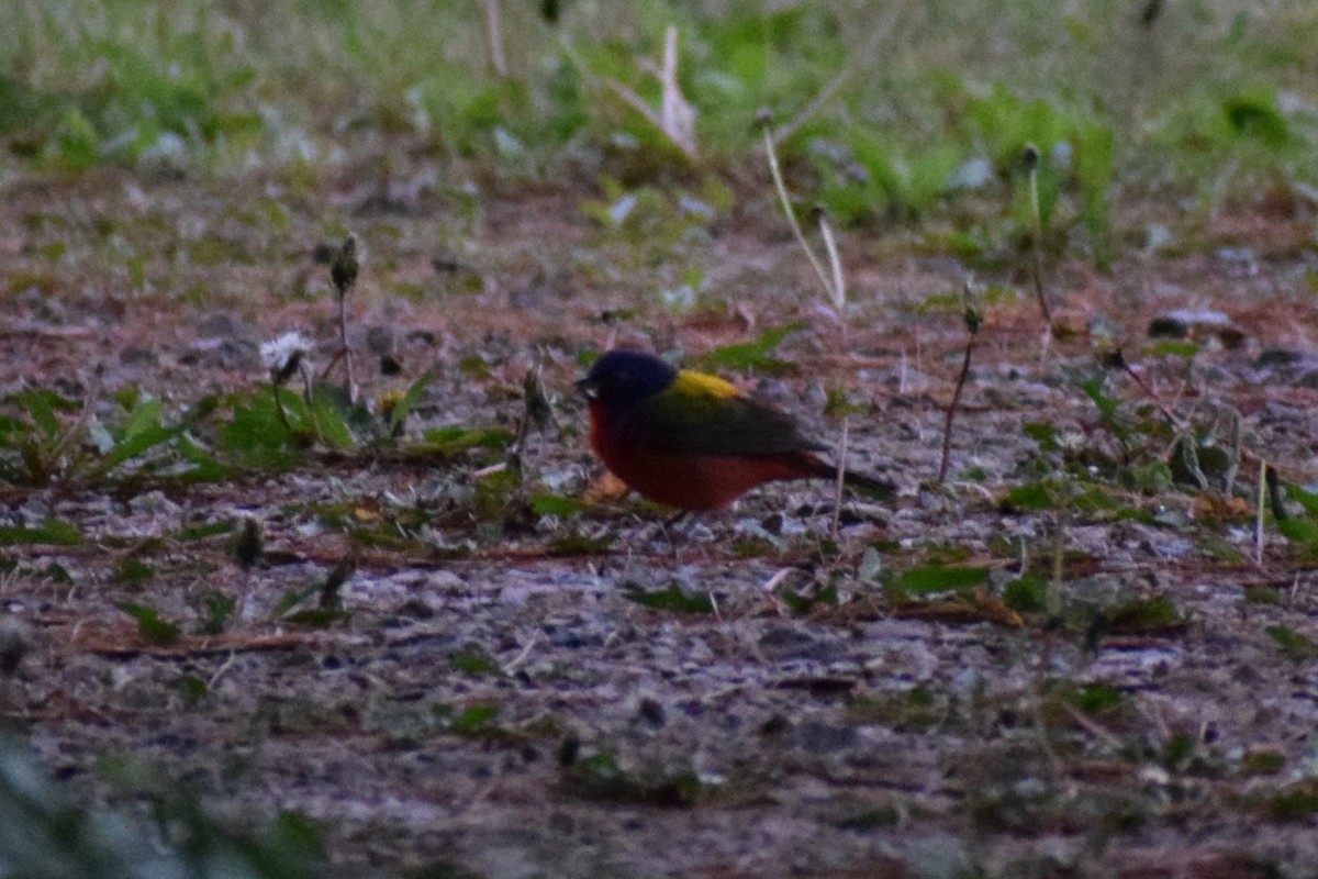 Painted Bunting - ML617926567