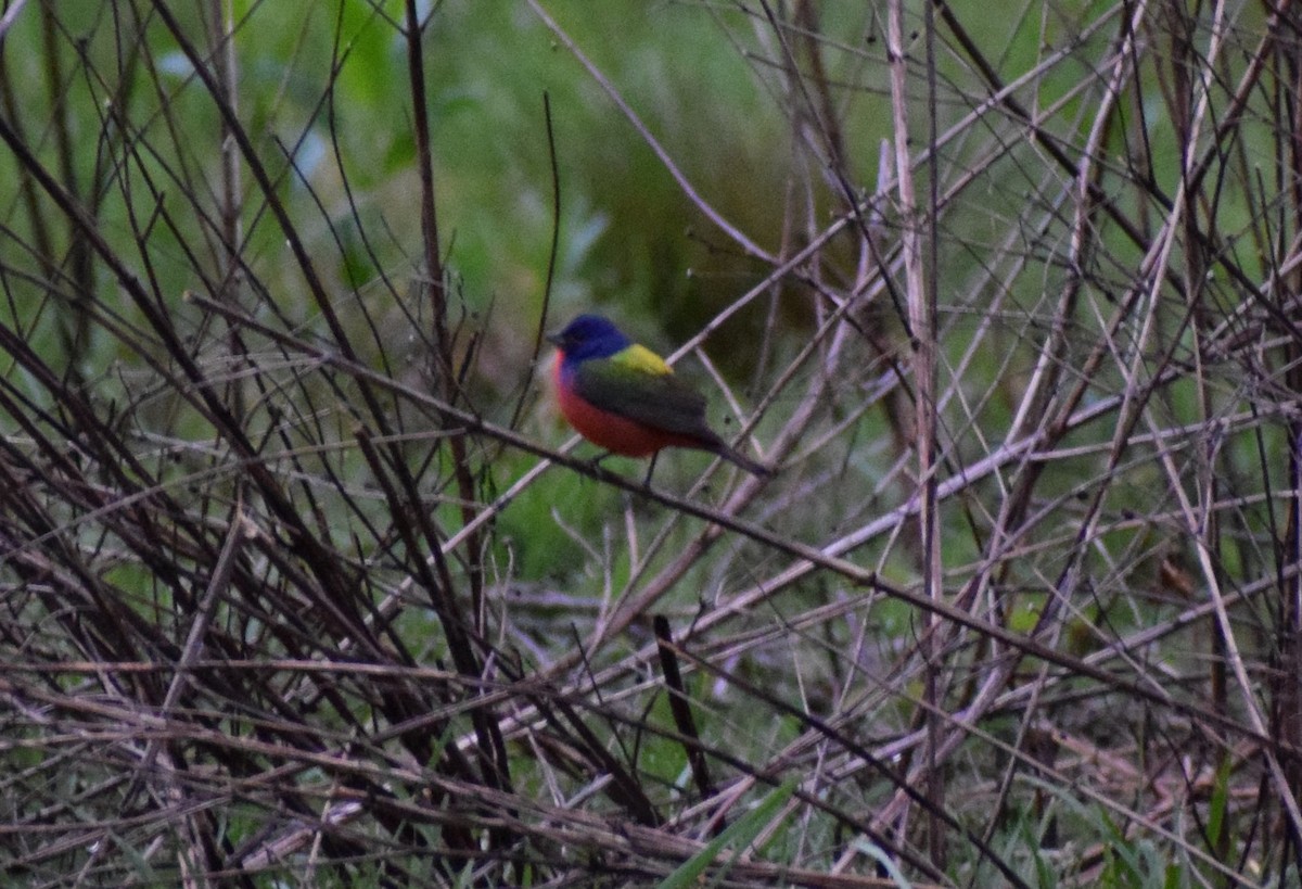 Painted Bunting - ML617926568