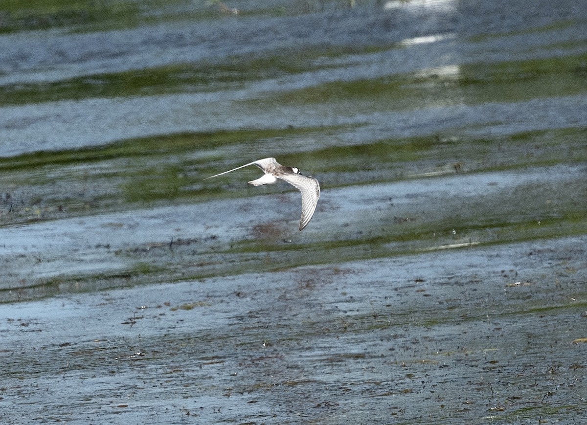 White-winged Tern - Anand ramesh