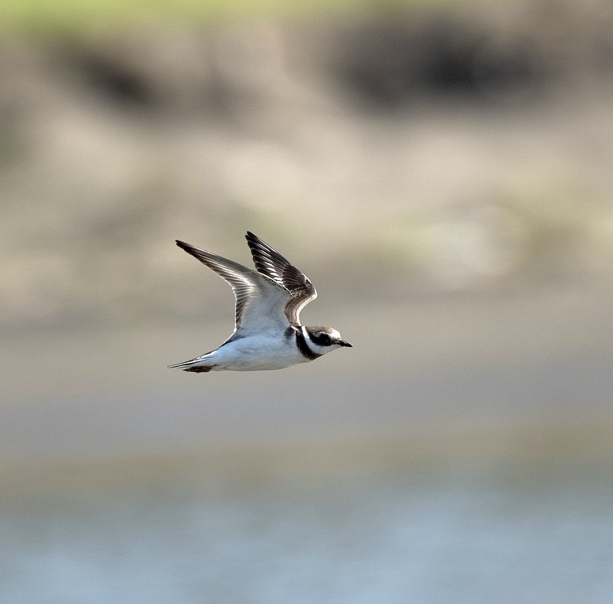 Common Ringed Plover - Anand ramesh