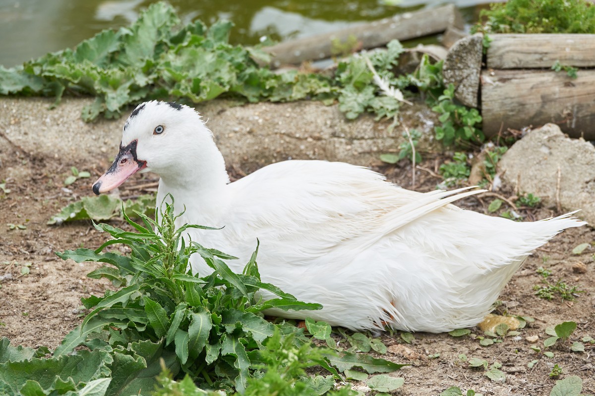 Domestic goose sp. (Domestic type) - Luis Manso
