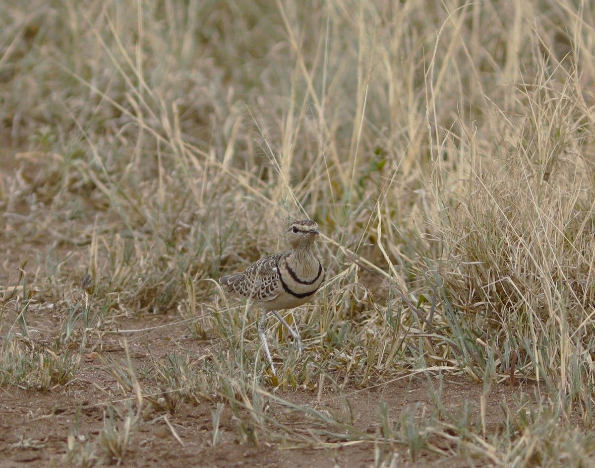 Double-banded Courser - ML617926676