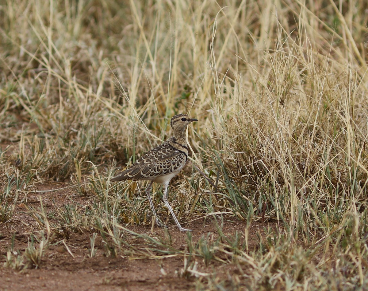 Double-banded Courser - ML617926677