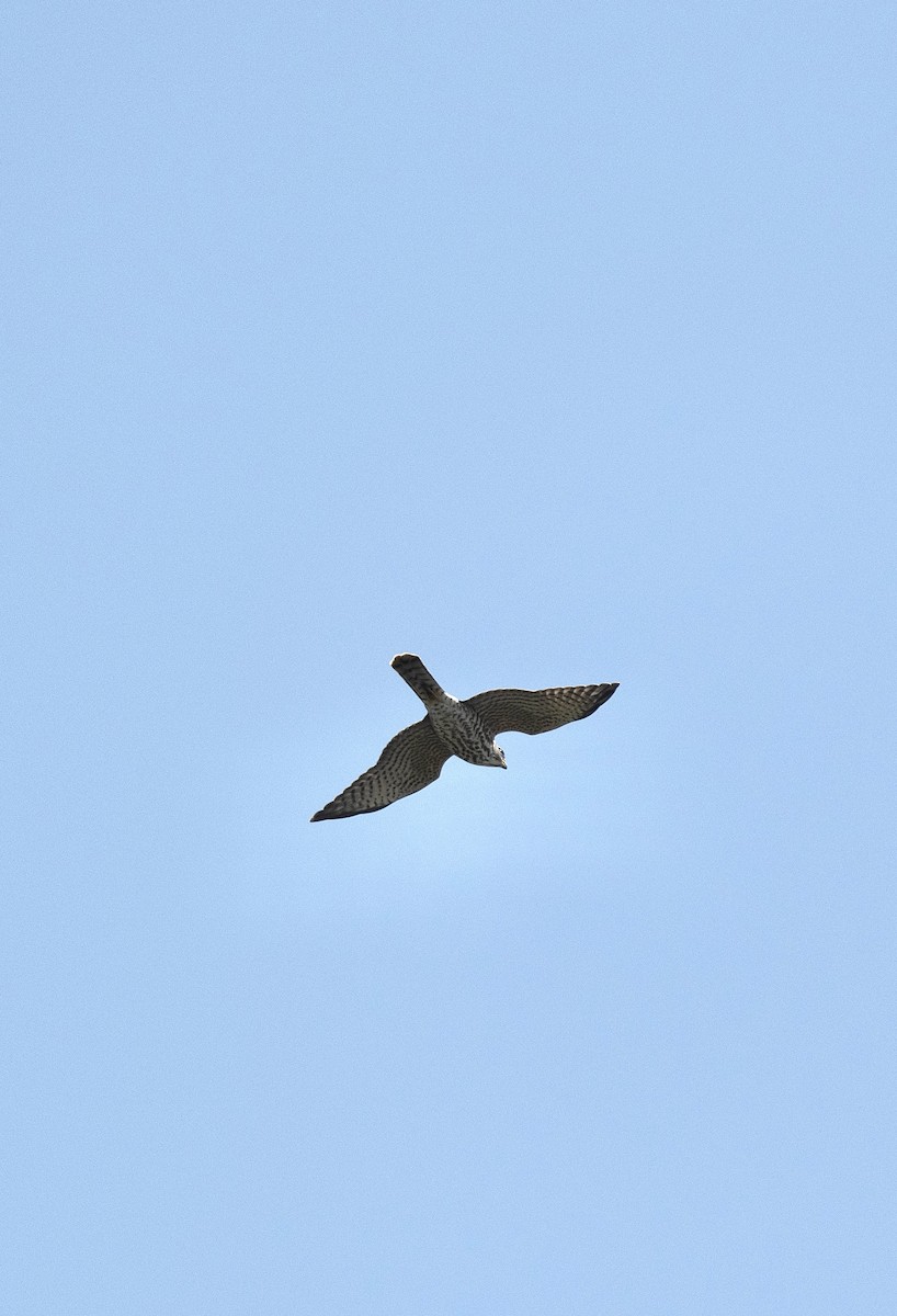 Levant Sparrowhawk - Anand ramesh