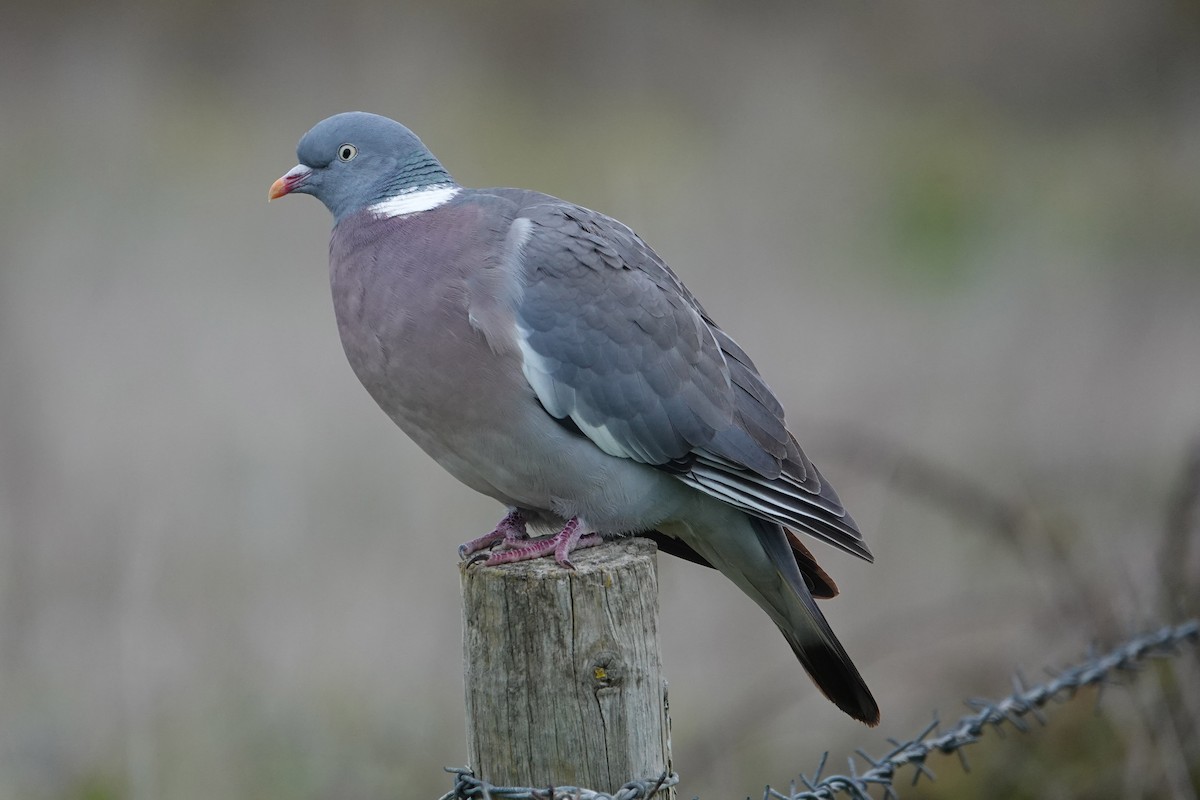 Common Wood-Pigeon - ML617926692