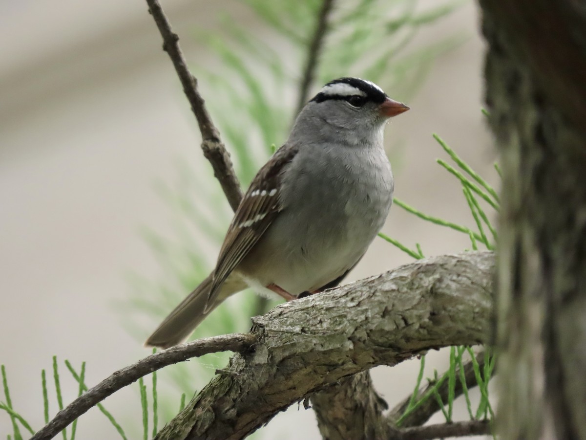 White-crowned Sparrow - Gerry Hawkins