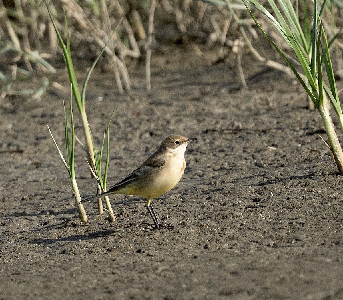 Western Yellow Wagtail - Anand ramesh