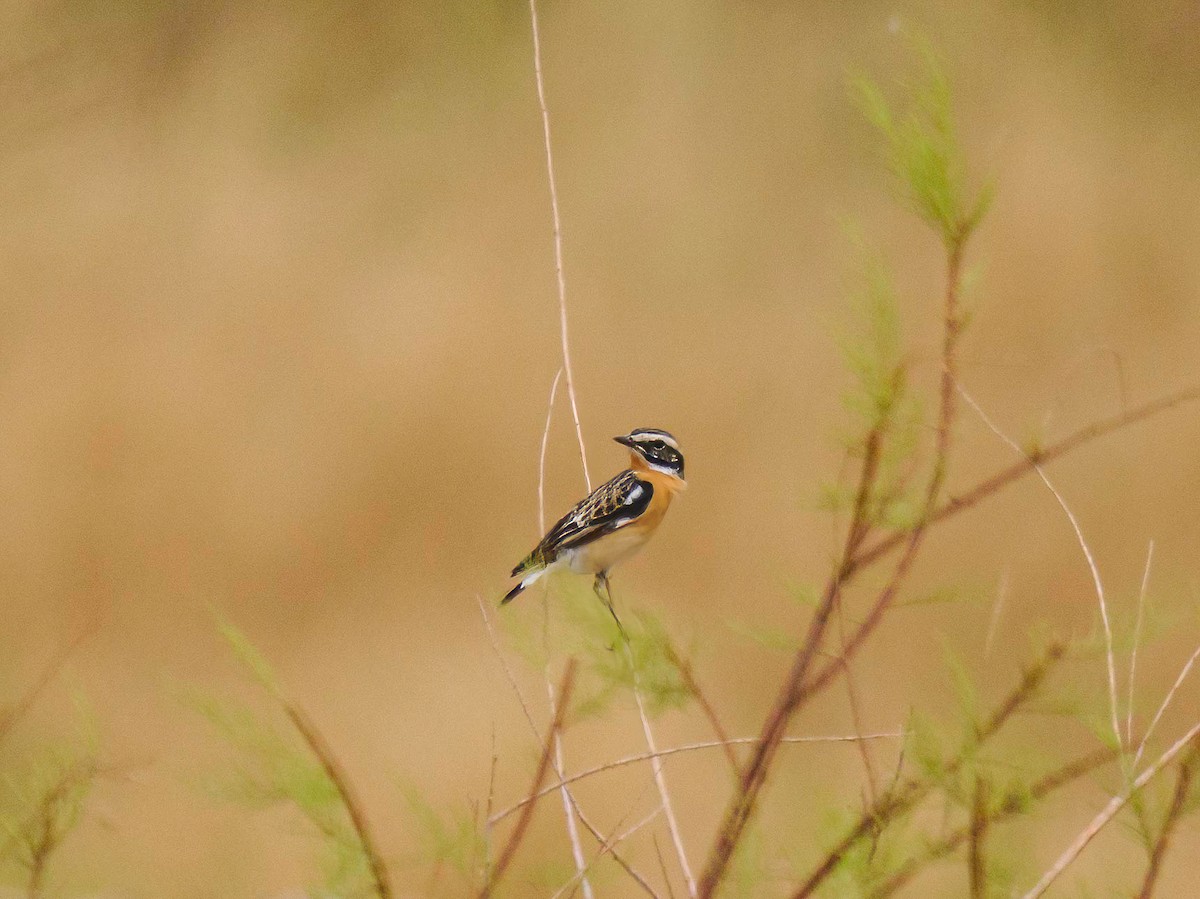 Whinchat - ML617926745