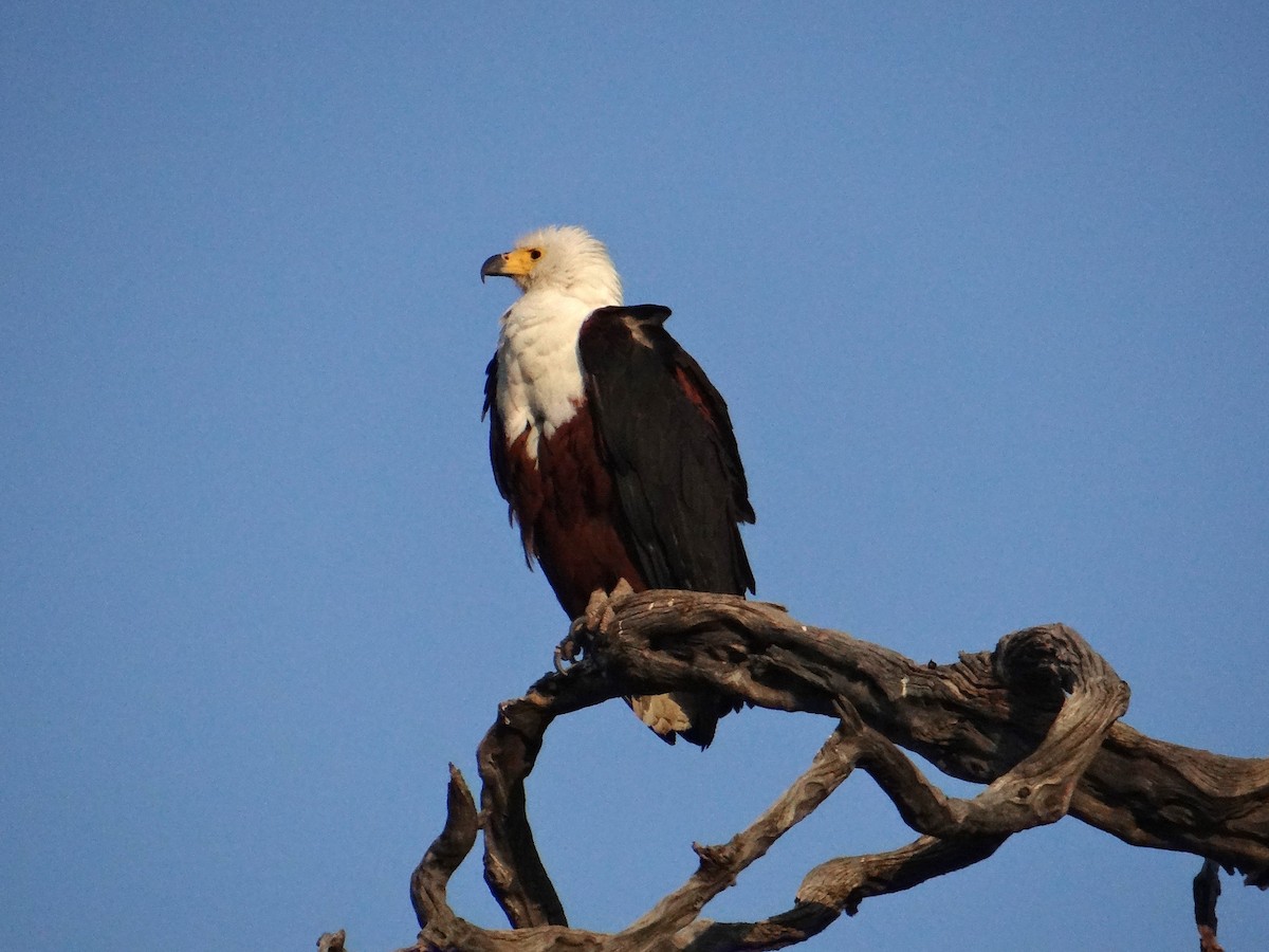 African Fish-Eagle - ML617926749