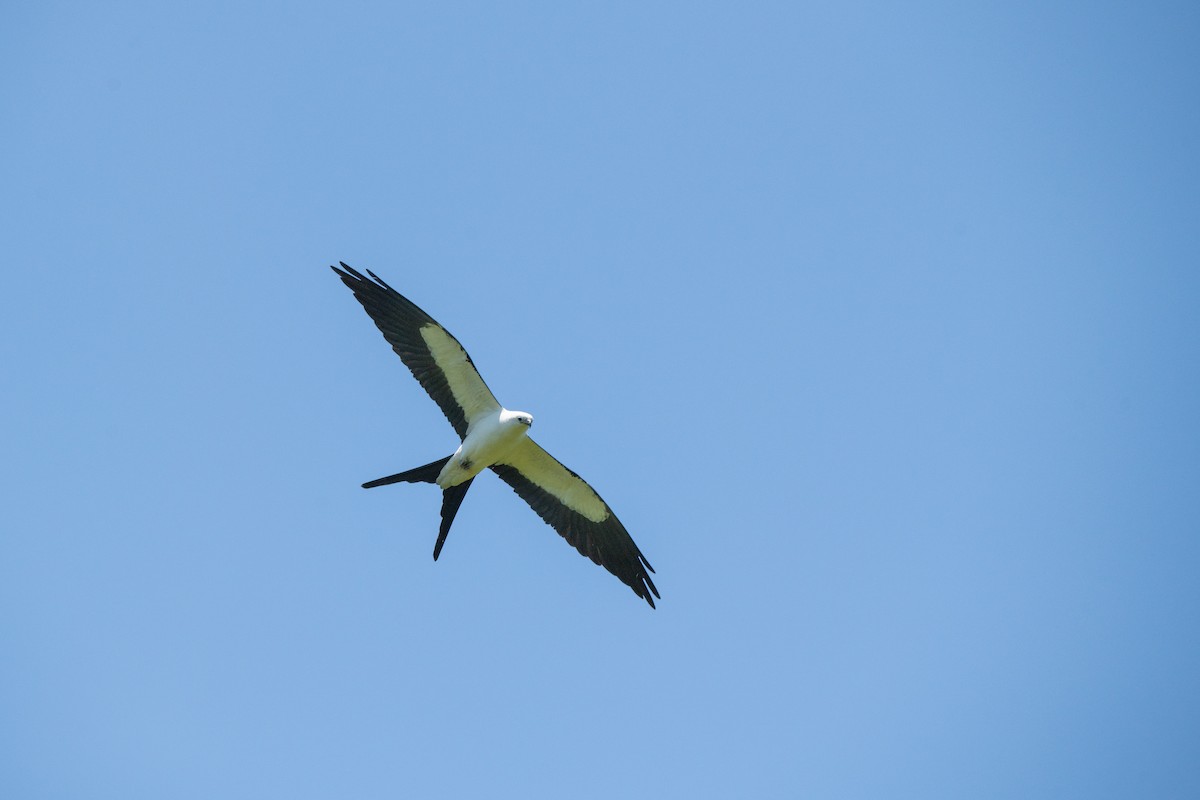 Swallow-tailed Kite - ML617926789