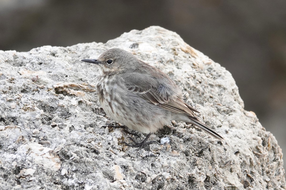 Rock Pipit - Ray Scally