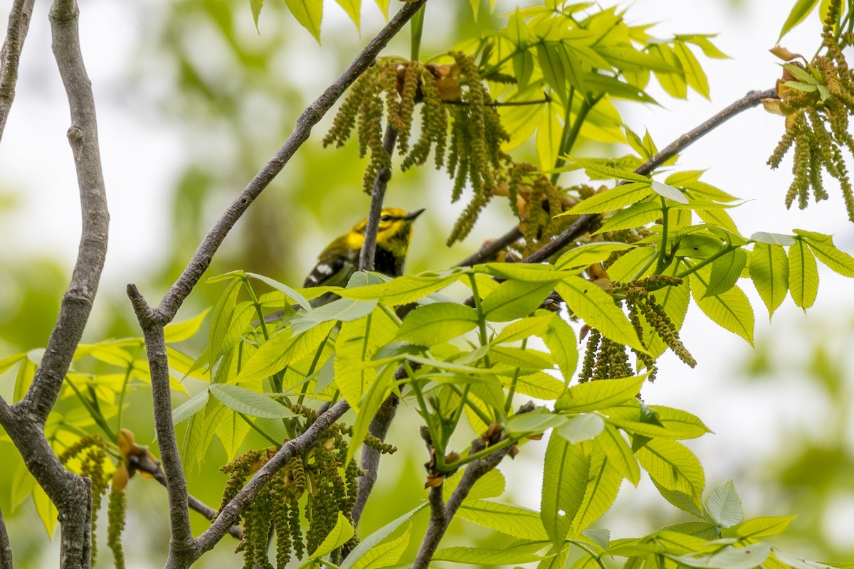 Black-throated Green Warbler - Doug Norwood