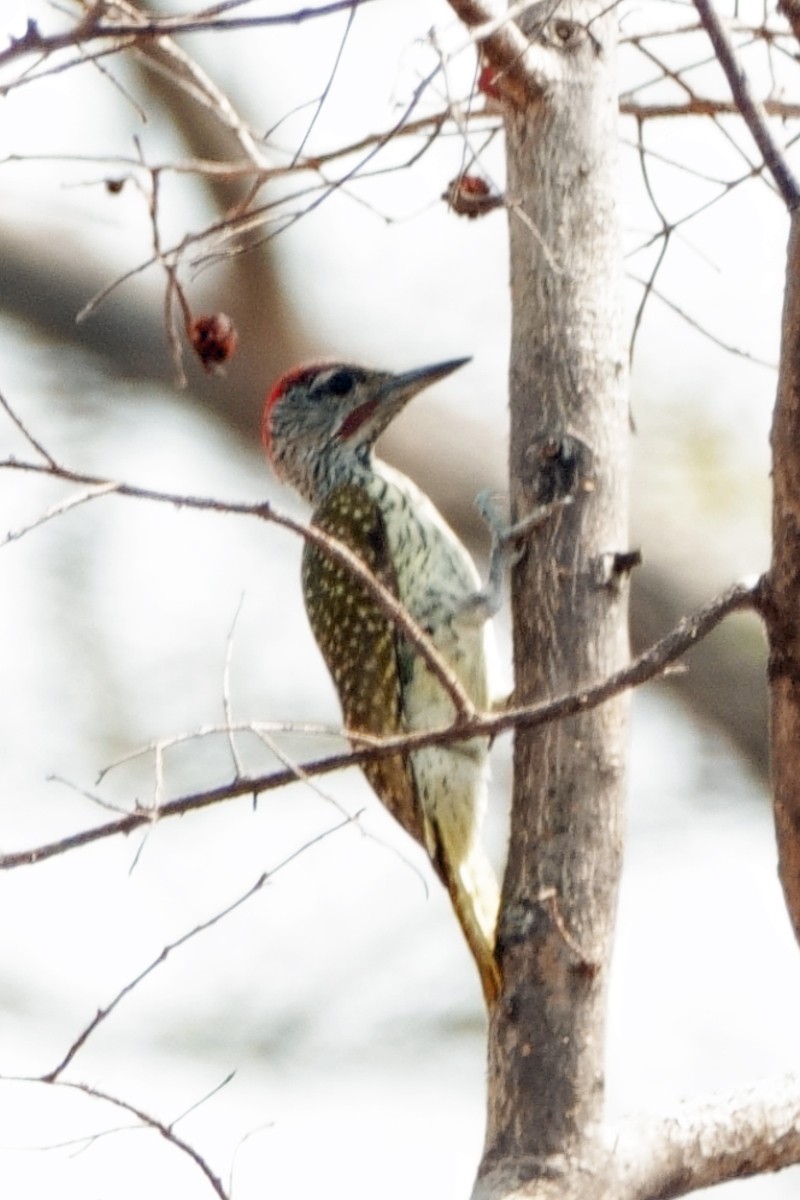 Golden-tailed Woodpecker - Carl Haynie