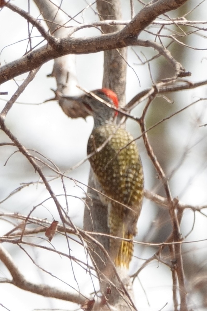 Golden-tailed Woodpecker - ML617926870