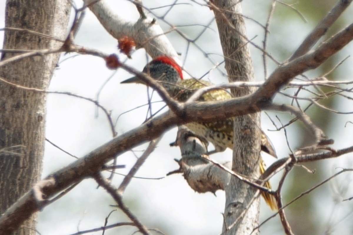Golden-tailed Woodpecker - Carl Haynie