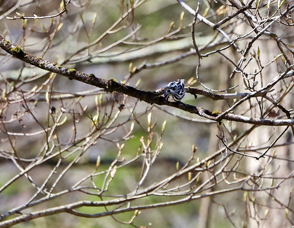 Black-and-white Warbler - ML617926878
