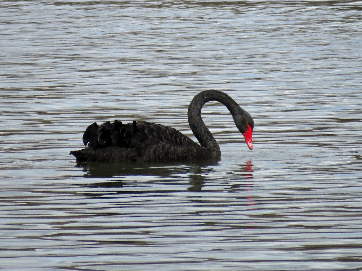 Black Swan - ML617926934