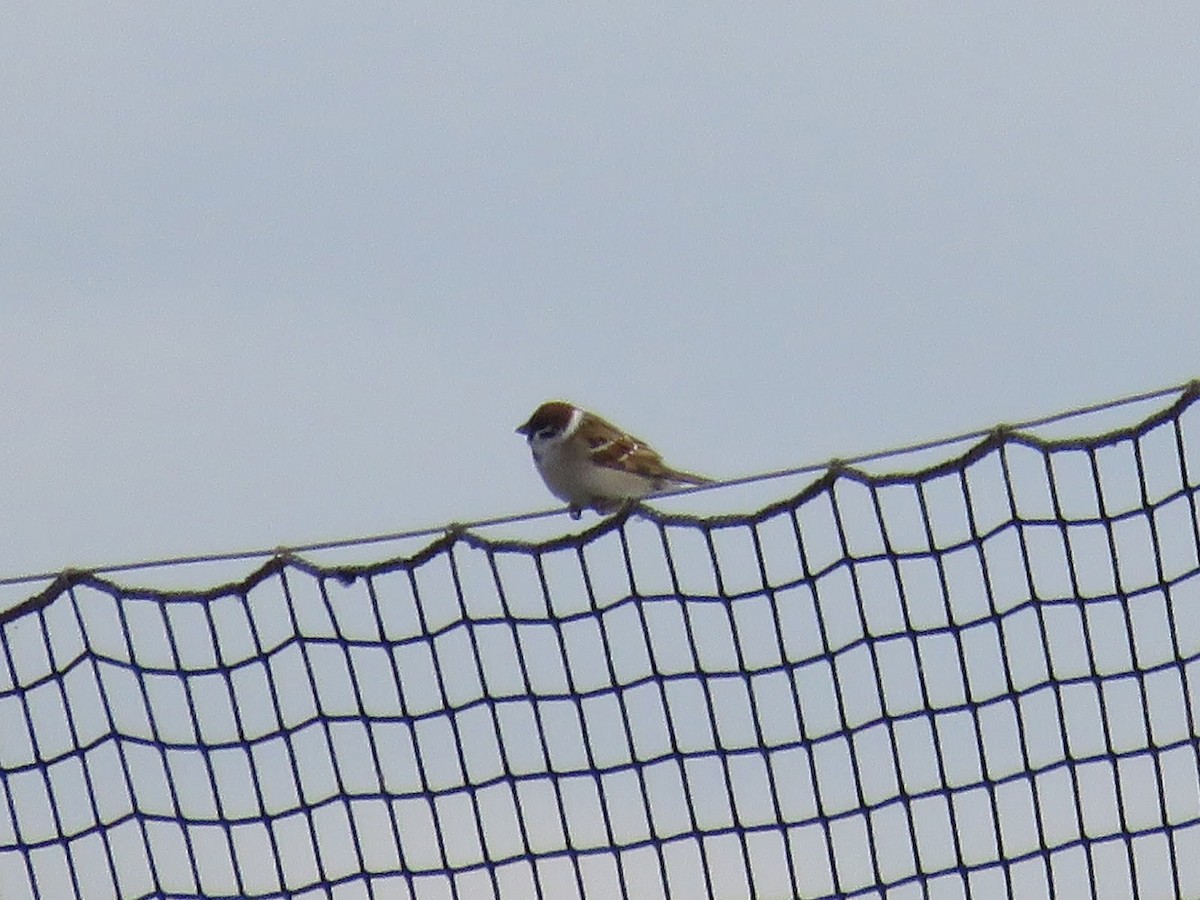 Eurasian Tree Sparrow - ML617926964