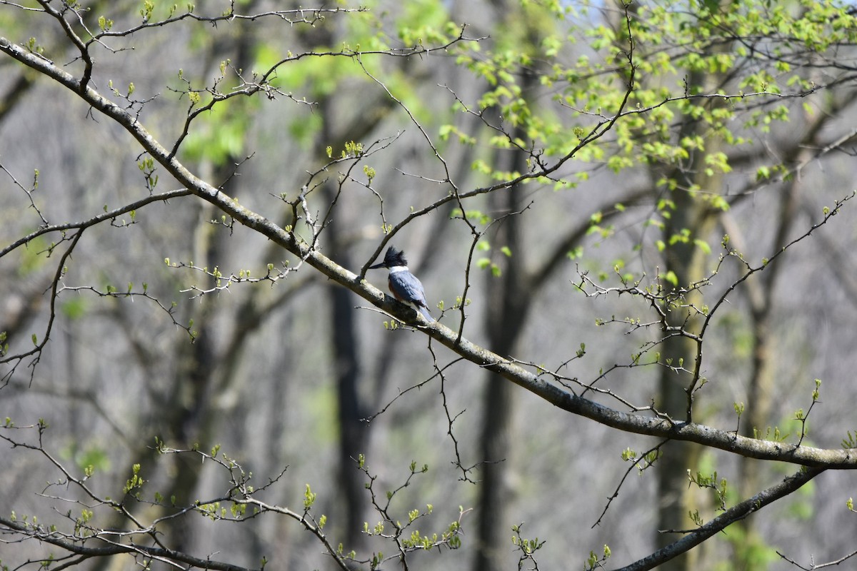Belted Kingfisher - ML617926977