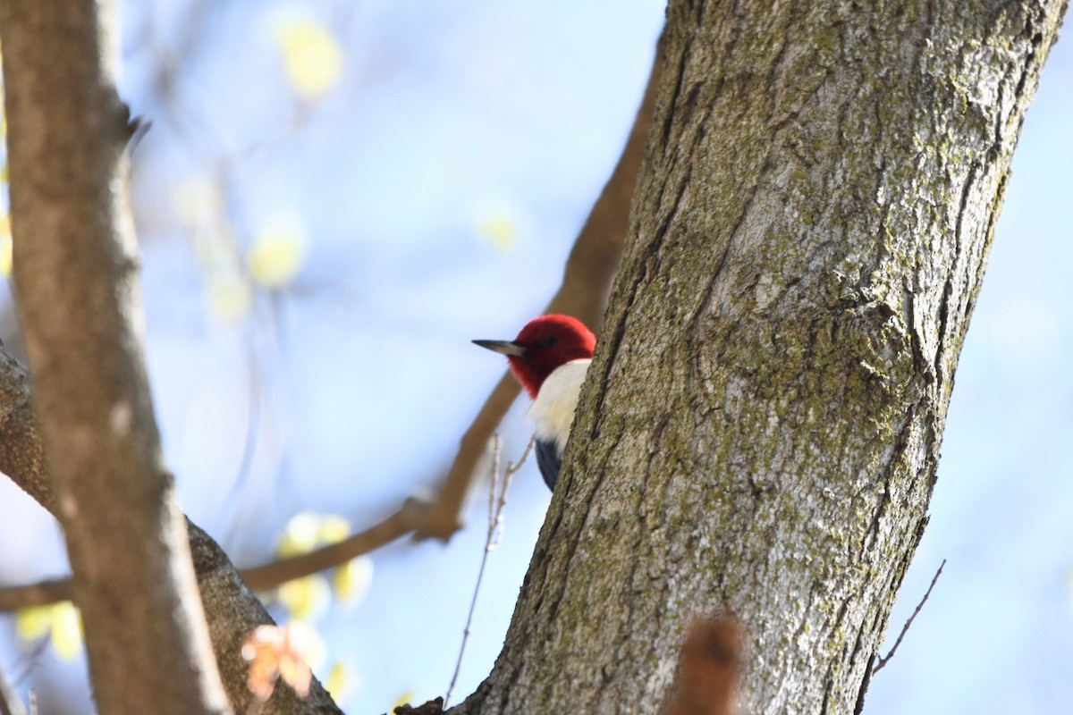 Red-headed Woodpecker - ML617926999