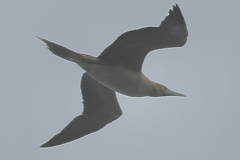 Red-footed Booby - ML617927025