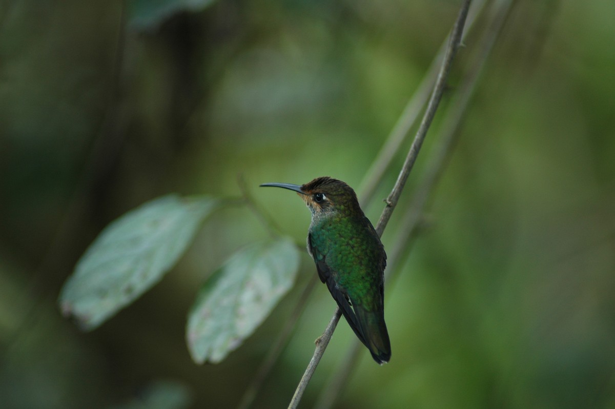 kolibřík zelenoprsý - ML617927030