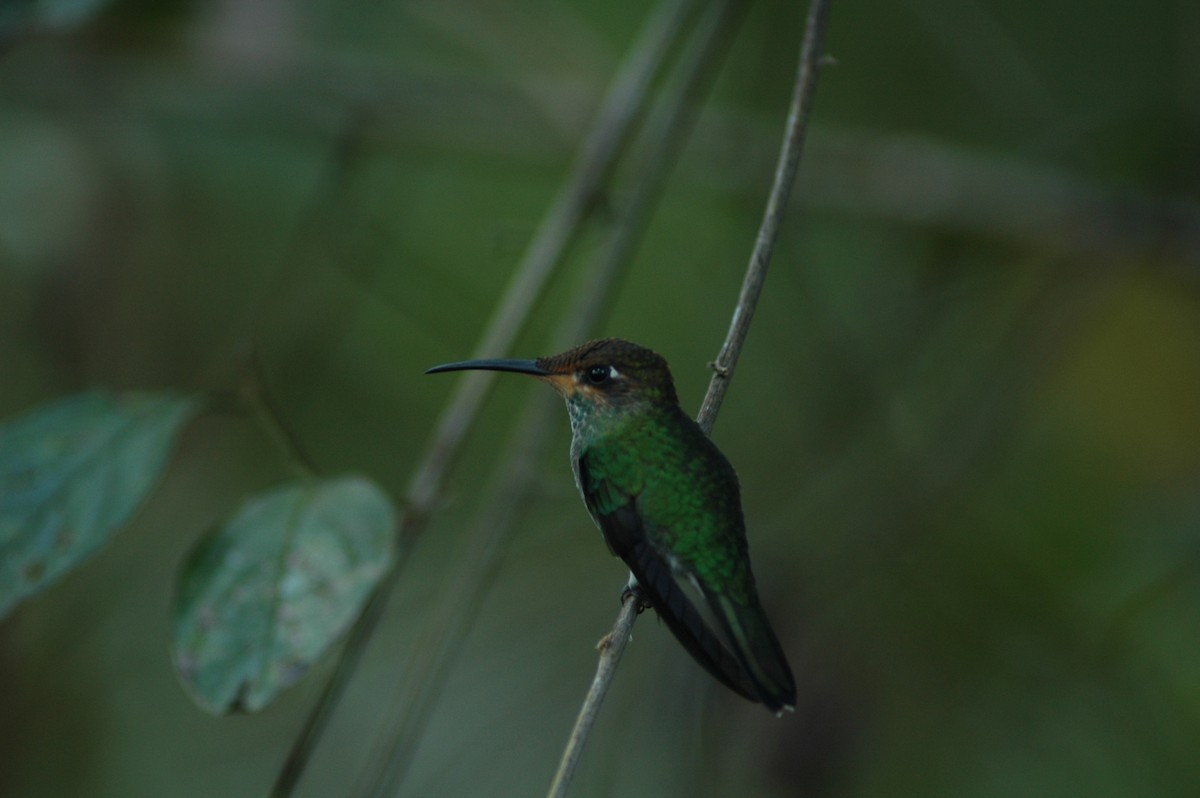 kolibřík zelenoprsý - ML617927031