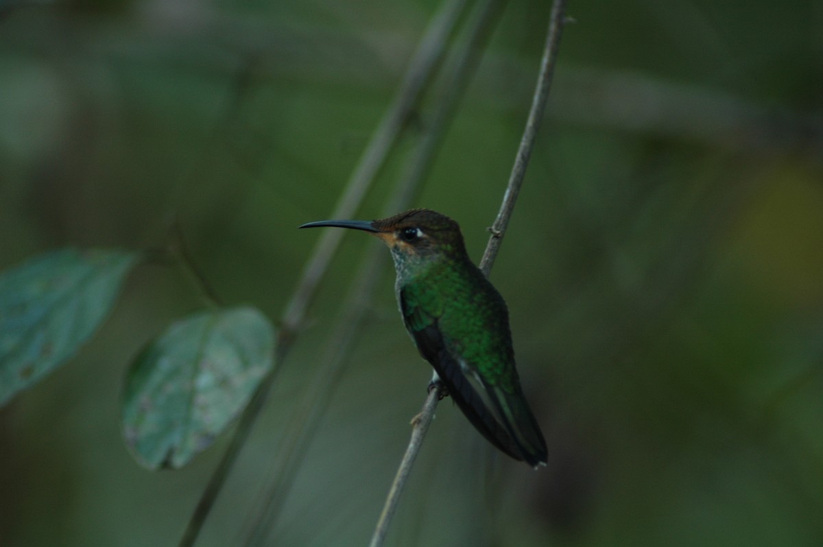 kolibřík zelenoprsý - ML617927033