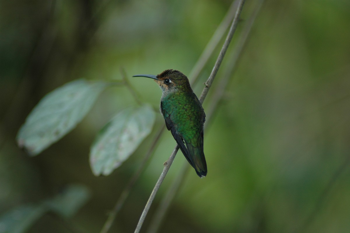 kolibřík zelenoprsý - ML617927034